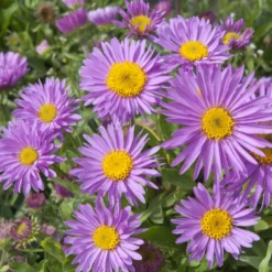 Alpen-Aster ‘Happy End’ - Frühlingsfarbe für Steingärten