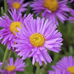 Alpen-Aster ‘Happy End’ - Frühlingsfarbe für Steingärten