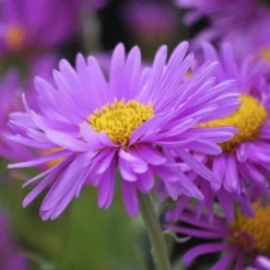 Alpen-Aster ‘Happy End’ - Frühlingsfarbe für Steingärten