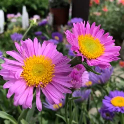 Alpen-Aster ‘Happy End’ - Frühlingsfarbe für Steingärten