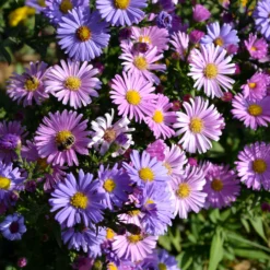 Alpenaster Mischung - Farbenteppich ganz einfach