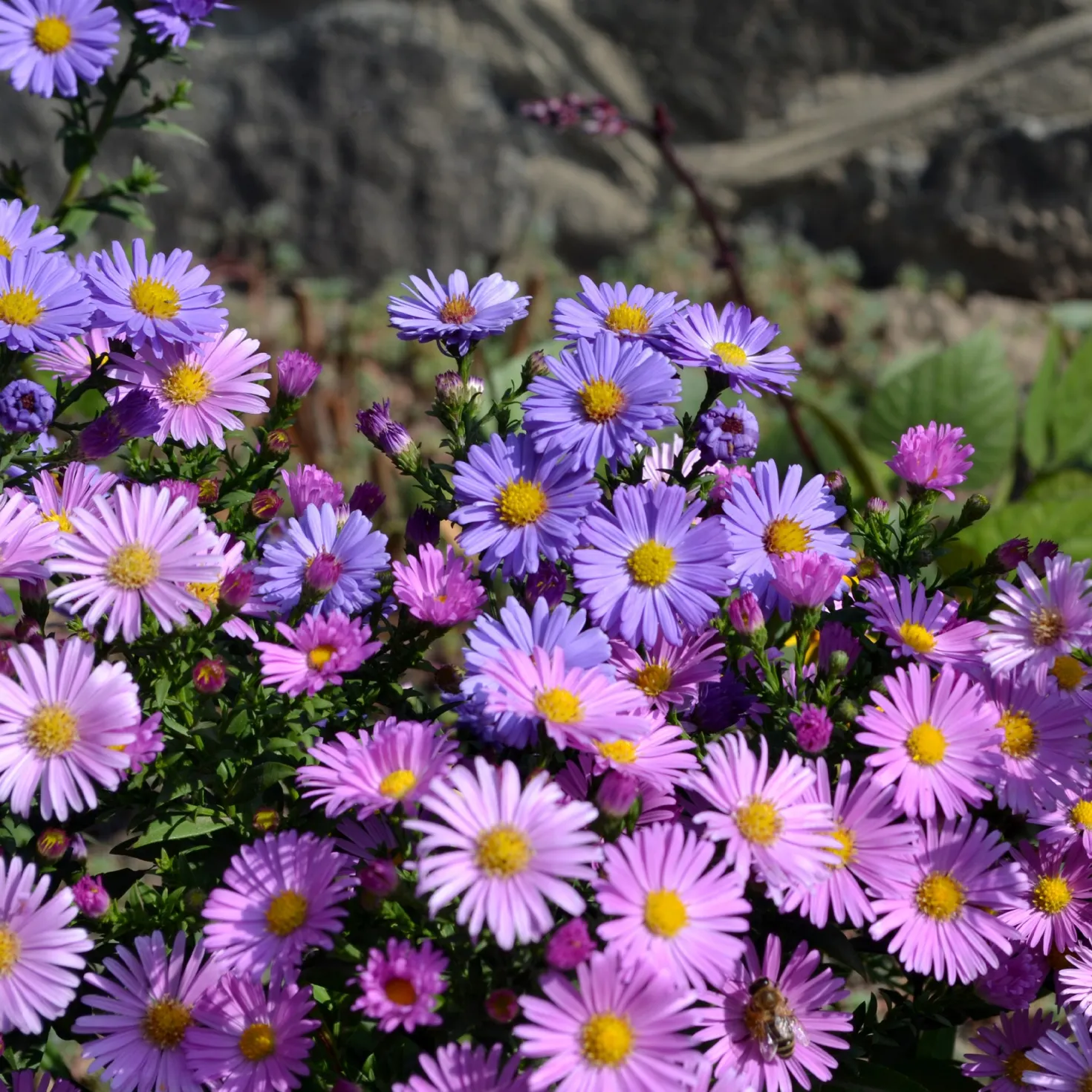 Alpenaster Mischung - Farbenteppich ganz einfach