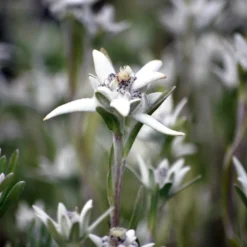 Alpen-Edelweiss - Der Bergklassiker fürs Beet