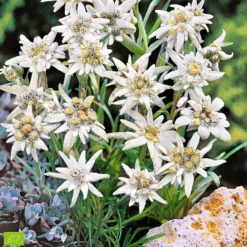 Alpen-Edelweiss - Der Bergklassiker fürs Beet
