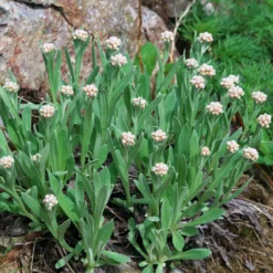 Alpen-Perlkörbchen - Silberweiß für Steingärten