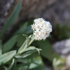 Alpen-Perlkörbchen - Silberweiß für Steingärten