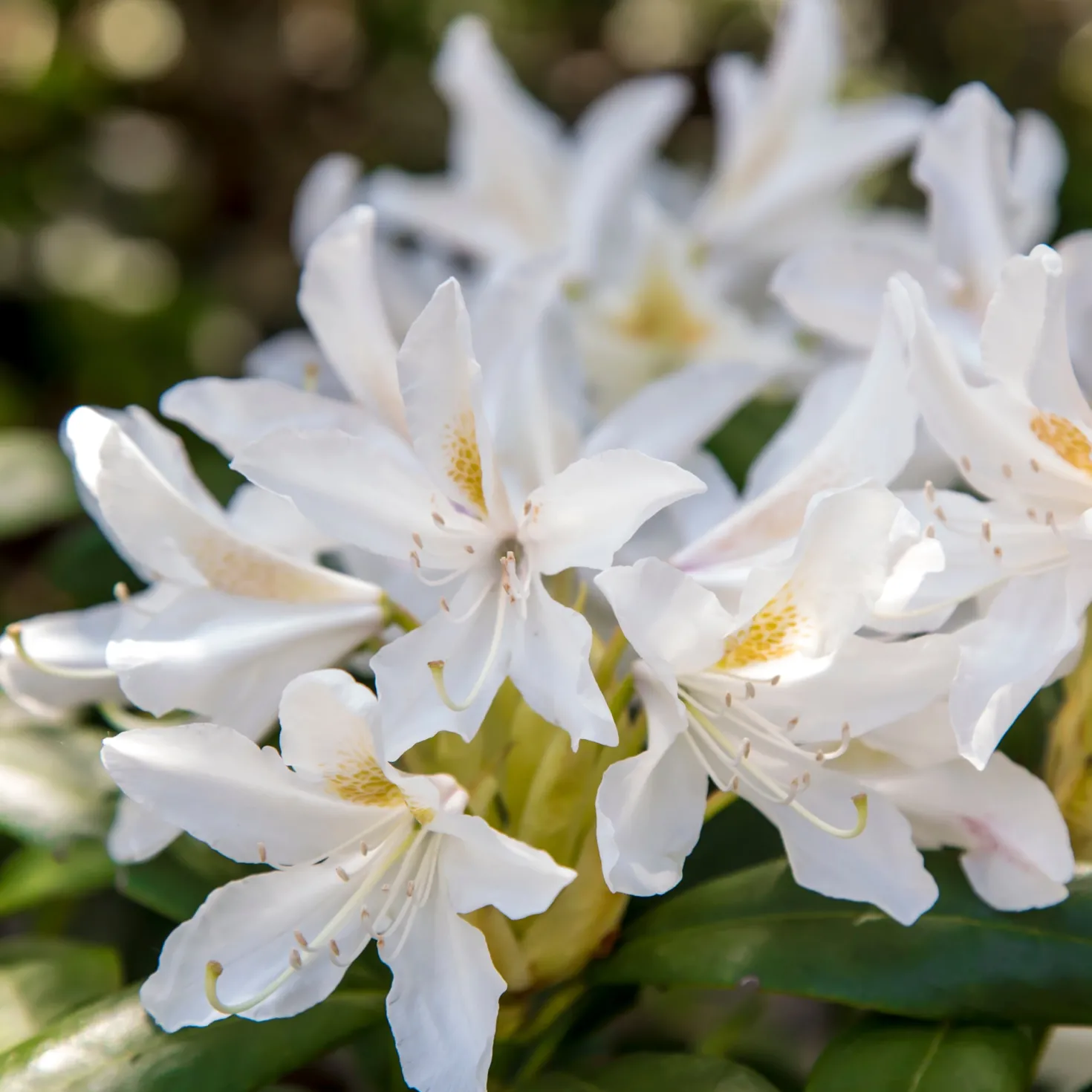 Alpenrose Cunningham's White - Weiße Blütenpracht ganz leicht