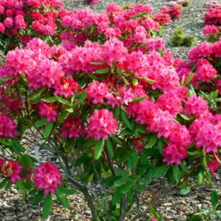 Alpenrose 'Nova Zembla' - Kräftiges Rot im Halbschatten