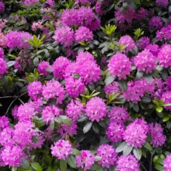 Alpenrose 'Roseum Elegans' - Üppige Blüten ganz ohne Mühe