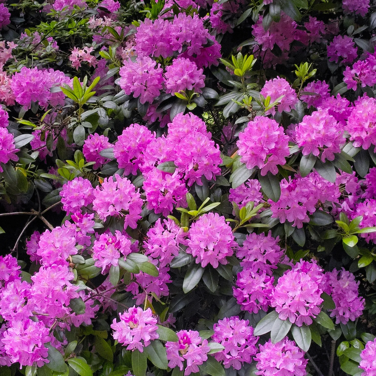 Alpenrose 'Roseum Elegans' - Üppige Blüten ganz ohne Mühe