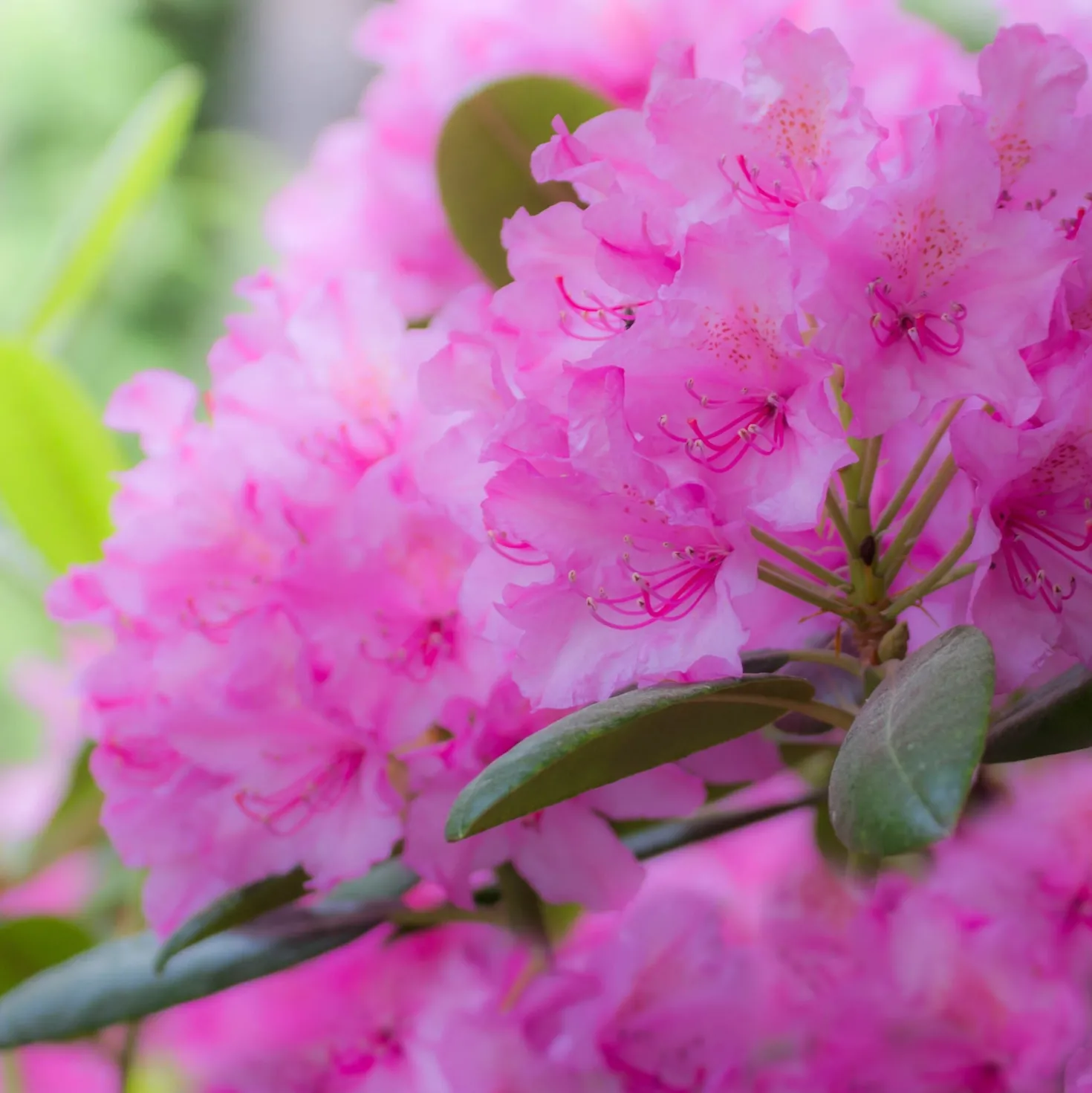 Alpenrose 'Roseum Elegans' - Üppige Blüten ganz ohne Mühe