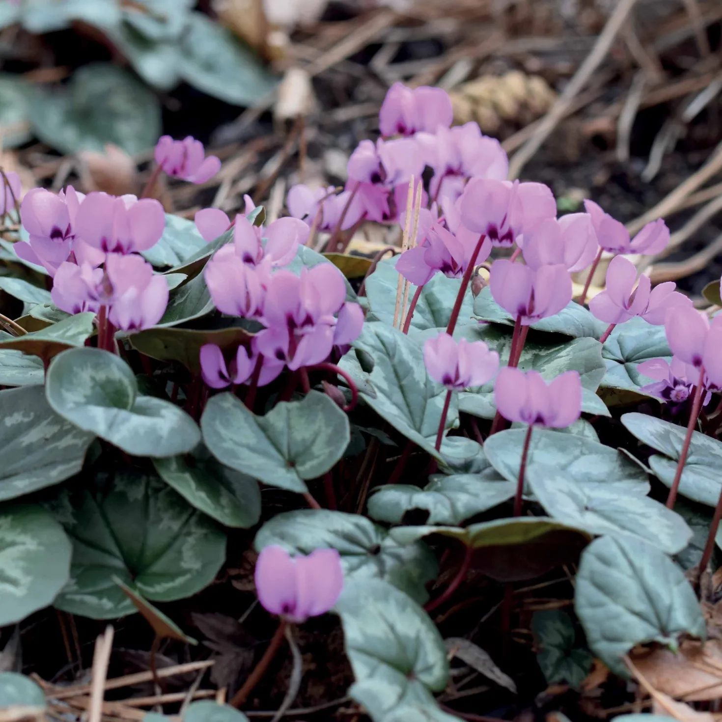 Alpenveilchen 'Coum' (x3) - Farbe mitten im Winter