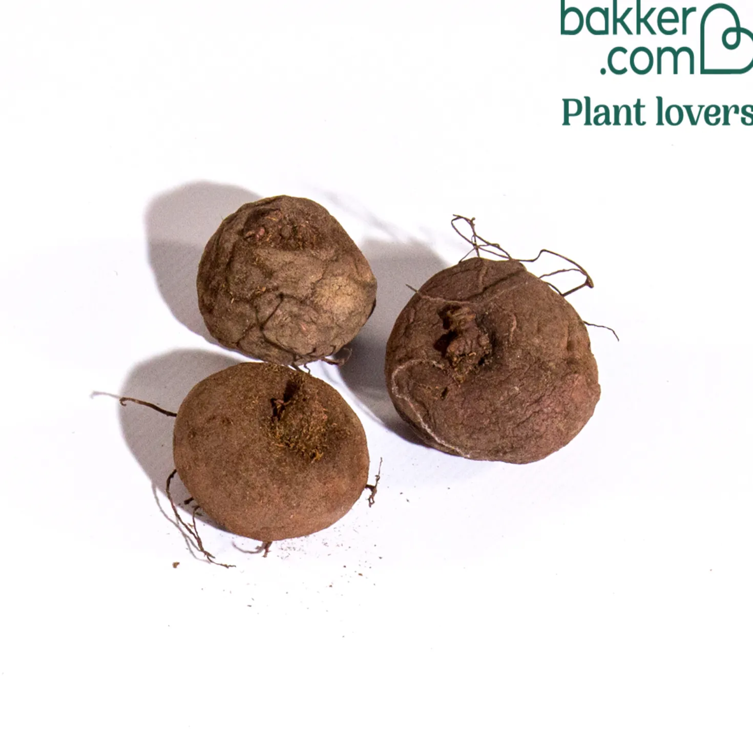 Alpenveilchen 'Coum' (x3) - Farbe mitten im Winter