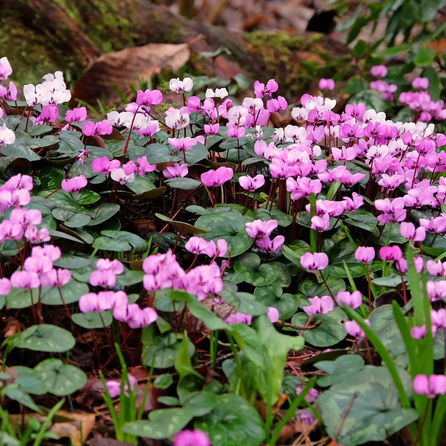 Alpenveilchen 'Coum' (x3) - Farbe mitten im Winter