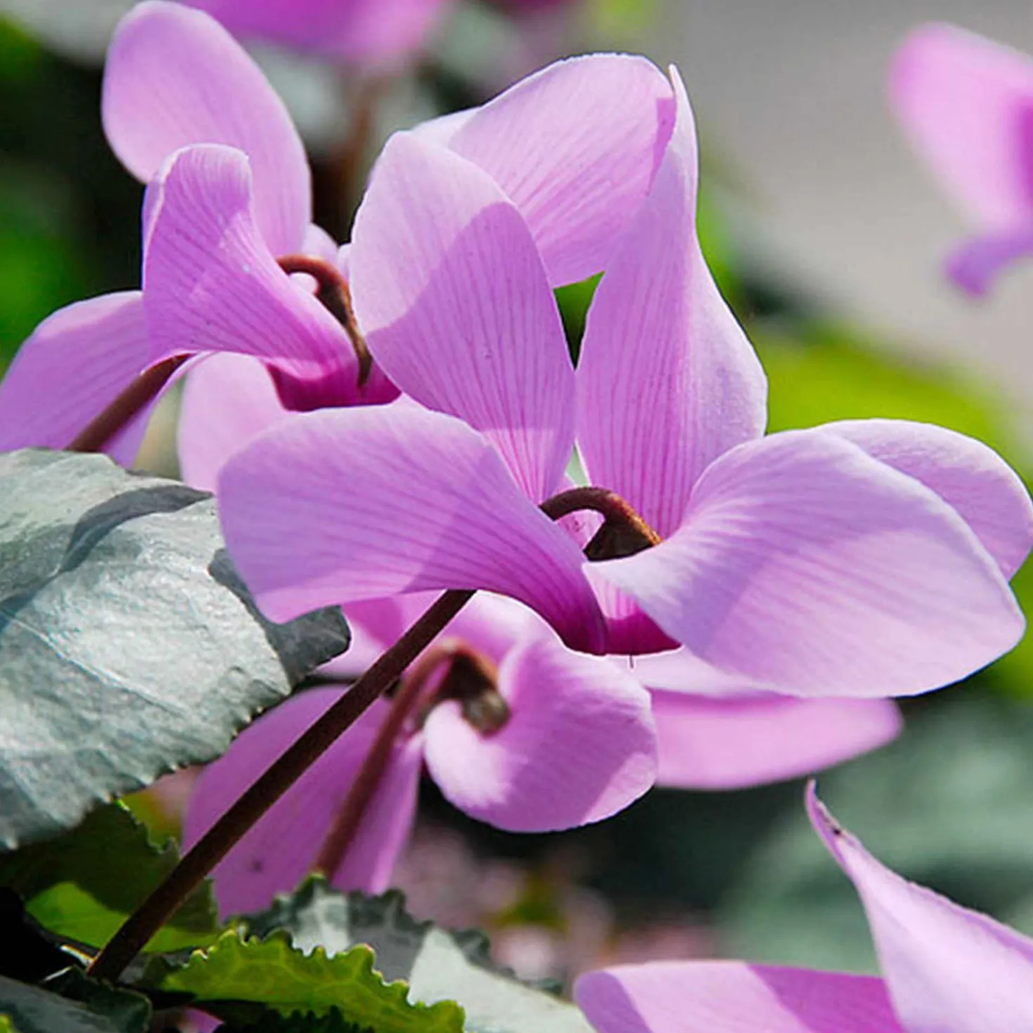 Alpenveilchen rosa (x3) - Blüten wenn andere welken
