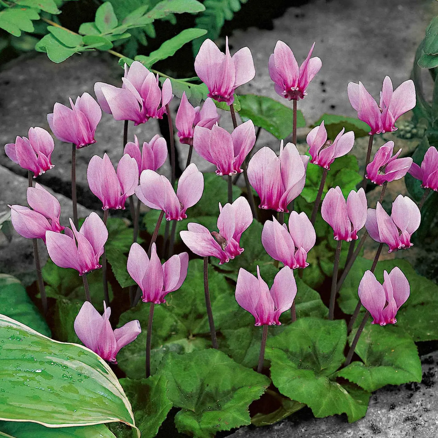Alpenveilchen rosa (x3) - Blüten wenn andere welken
