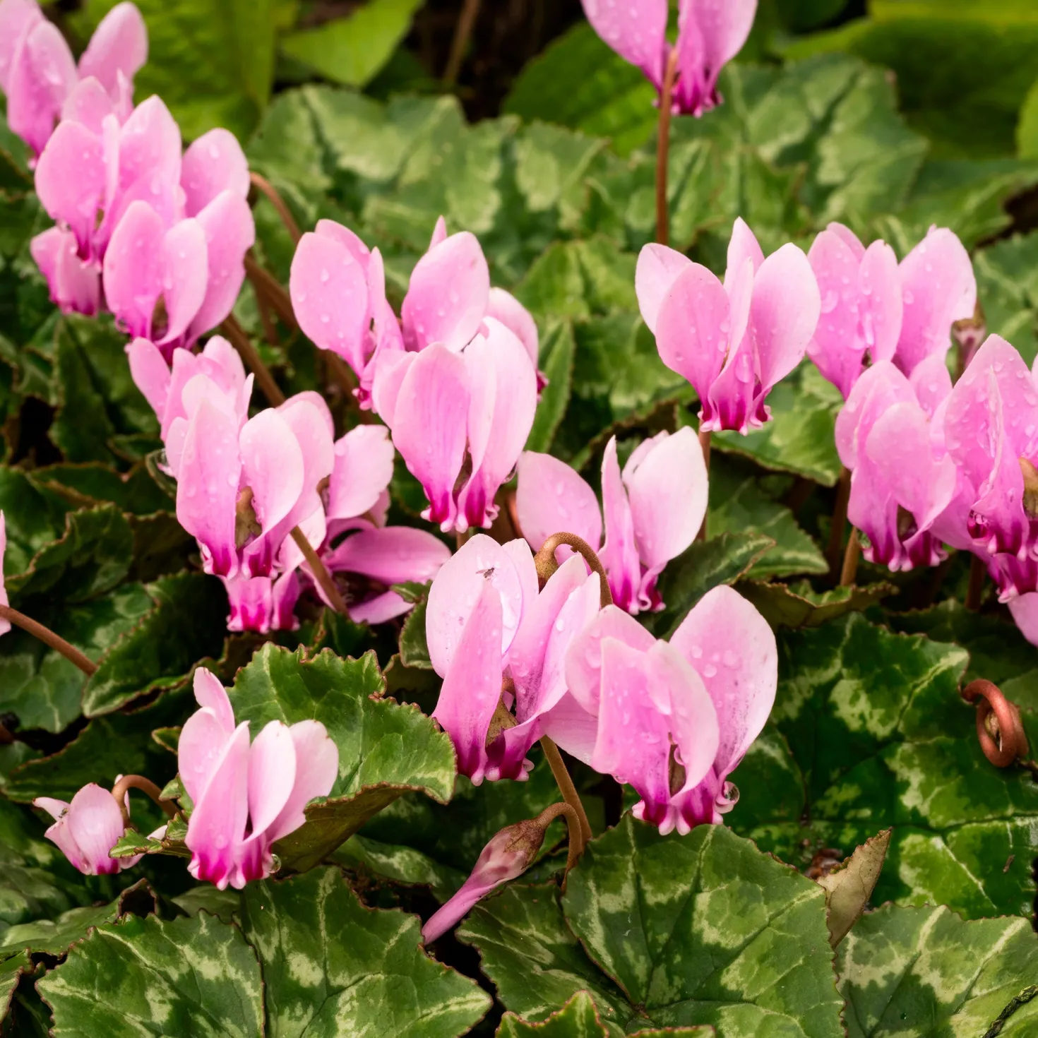 Alpenveilchen rosa (x3) - Blüten wenn andere welken