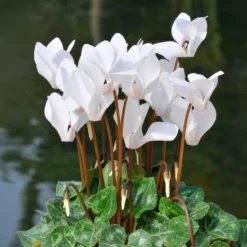 Alpenveilchen weiß (x3) - Weiße Blüten im Winter