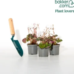 Alpenveilchen weiß (x3) - Weiße Blüten im Winter