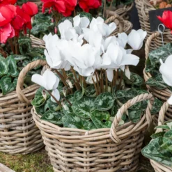 Alpenveilchen weiß (x3) - Weiße Blüten im Winter