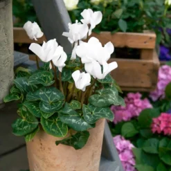 Alpenveilchen weiß (x3) - Weiße Blüten im Winter