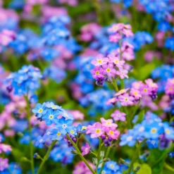 Alpen-Vergissmeinnicht Mischung - Blaues Blütenmeer im Frühling