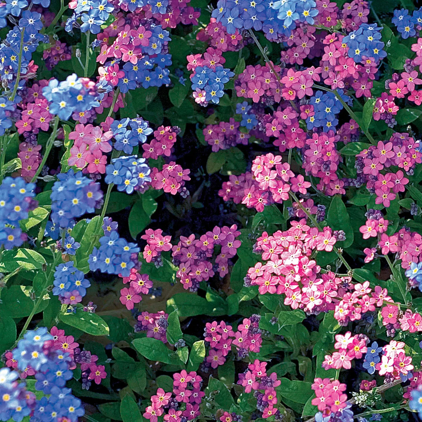 Alpen-Vergissmeinnicht Mischung - Blaues Blütenmeer im Frühling