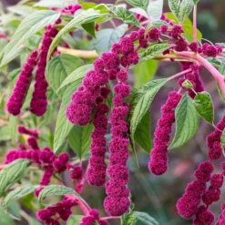 Amaranthus gibbeus - Fuchsschwanz Dreadlocks - Farbe und Ernte im Garten