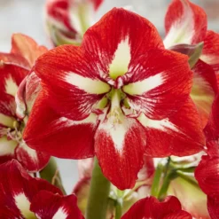 Amaryllis Barbados - Rote XXL-Blüten leicht gemacht
