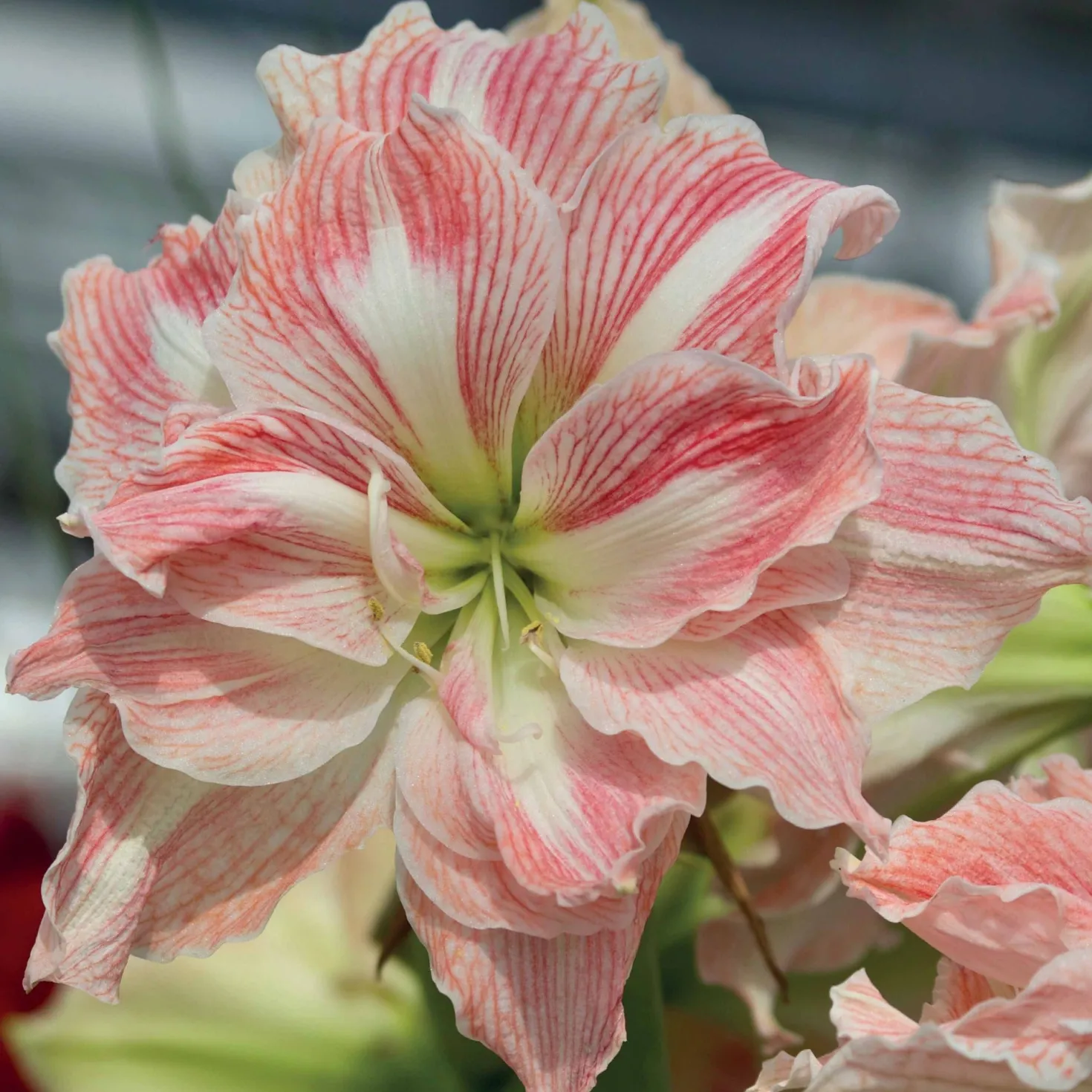 Amaryllis Happy Nymph - Rosa Blütenpracht im Winter