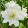 Amaryllis-Kollektion rosa & weiß (x2) - Zarte Blütenpracht in Rosa und Weiß
