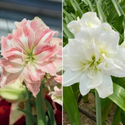 Amaryllis-Kollektion rosa & weiß (x2) - Zarte Blütenpracht in Rosa und Weiß