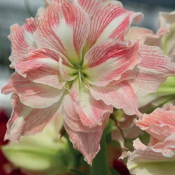 Amaryllis-Kollektion rosa & weiß (x2) - Zarte Blütenpracht in Rosa und Weiß