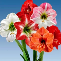 Amaryllis Mischung (x3) - Drei XXL-Blüten im Winter
