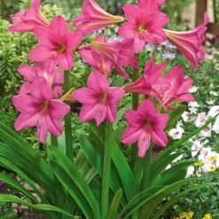 Amaryllis Sweet Sixteen - Zarte Blüten, ganz einfach