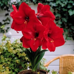 Amaryllis Valencia - Riesenblüten in Feuerrot