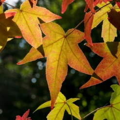 Amberbaum - Feuerrotes Herbstlaub
