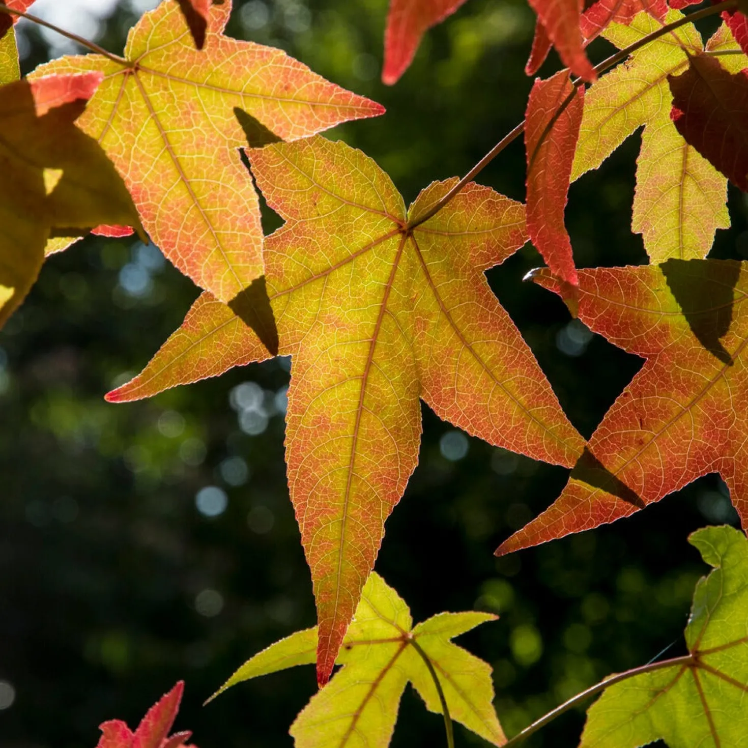 Amberbaum - Feuerrotes Herbstlaub
