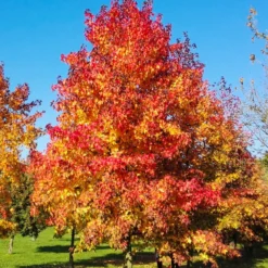 Amberbaum - Feuerrotes Herbstlaub