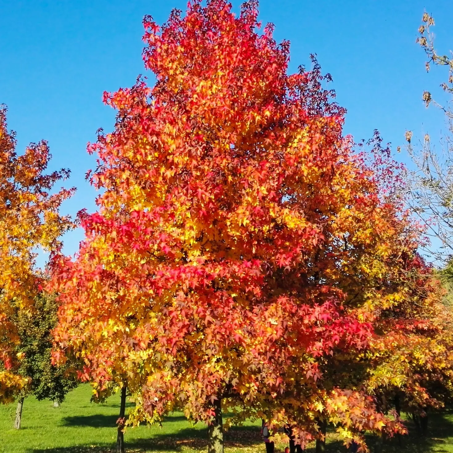 Amberbaum - Feuerrotes Herbstlaub