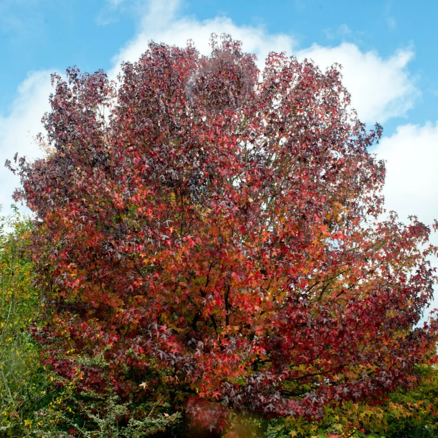 Amberbaum - Feuerrotes Herbstlaub