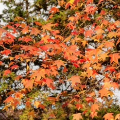 Amberbaum - Feuerrotes Herbstlaub
