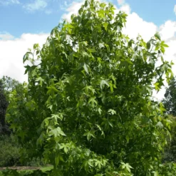 Amberbaum - Feuerrotes Herbstlaub