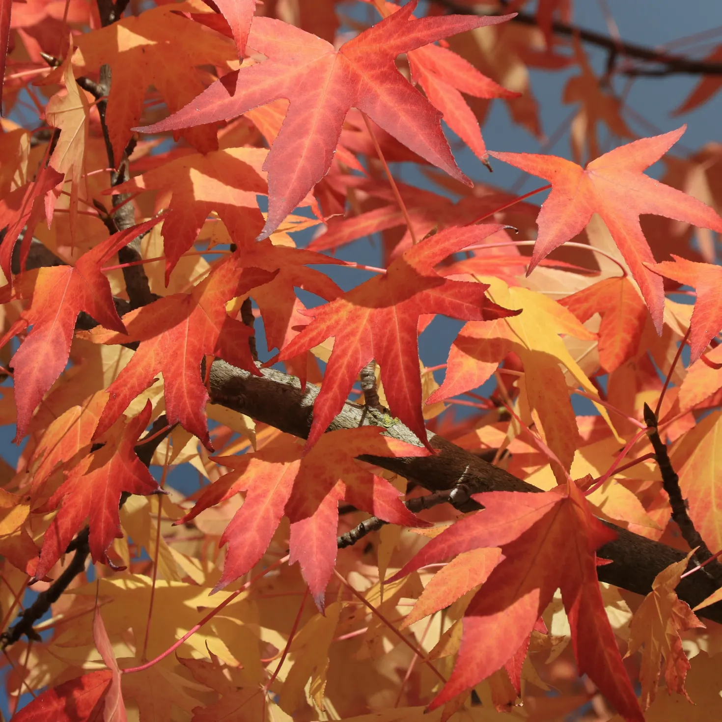 Amberbaum - Feuerrotes Herbstlaub