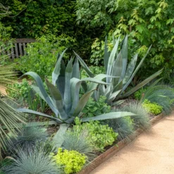 Amerikanische Agave - Südländisches Flair sofort