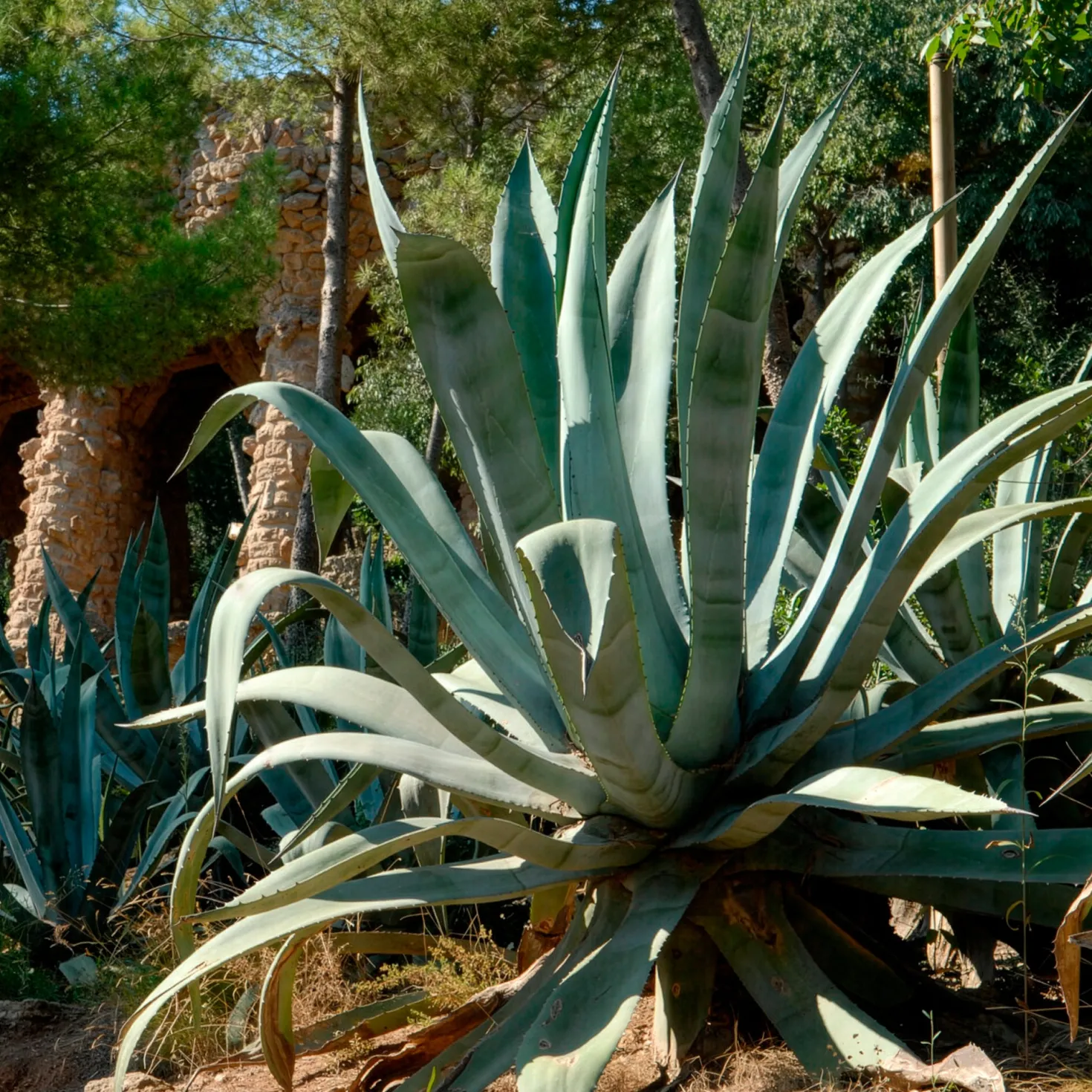 Amerikanische Agave - Südländisches Flair sofort