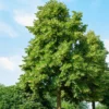 Amerikanische Linde ‘Nova’ - Schnell wachsend, bienenfreundlich