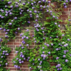 Amerikanischer Blauregen ‘Longwood Purple’ - Blüht ohne langes Warten