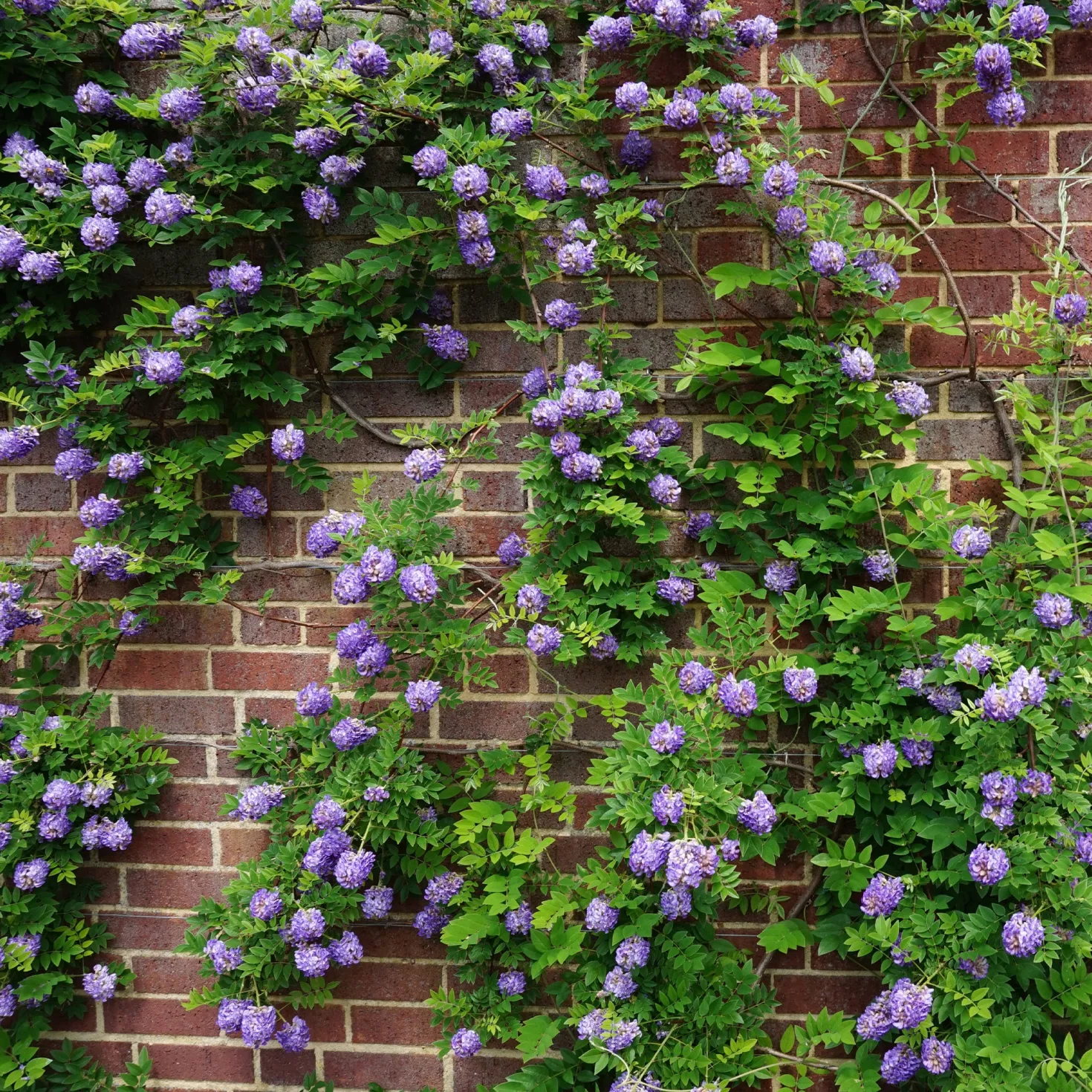 Amerikanischer Blauregen ‘Longwood Purple’ - Blüht ohne langes Warten