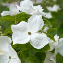 Amerikanischer Blumen-Hartriegel - Blütenwolke im Frühling